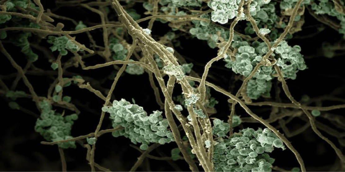 algae cells at the microscopic level